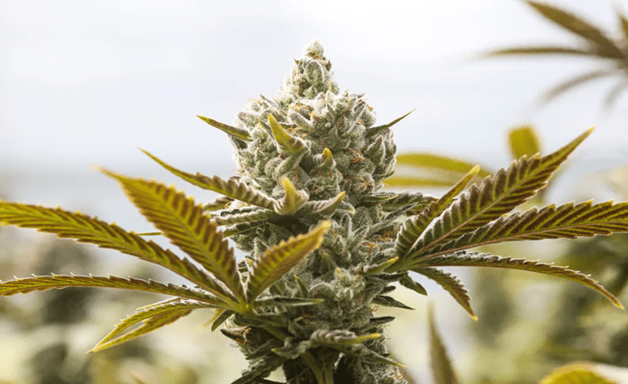 Beyond the High How Weed Can Improve Your Health and Well being