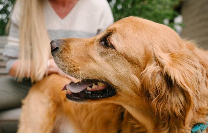 Health News for Retriever Owners