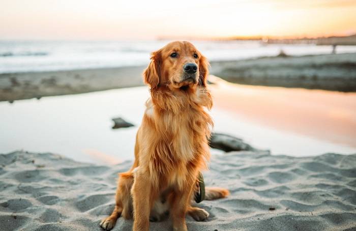 Retriever Research and Science News
